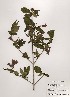  ( - PDBK1997-0125)  @11 [ ] Copyright (1997) Ki Joong Kim Korea University Herbarium (KUS)