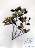  ( - PDBK2000-0269)  @11 [ ] Copyright (2000) Ki Joong Kim Korea University Herbarium (KUS)