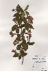  ( - PDBK2000-0739)  @11 [ ] Copyright (2000) Ki Joong Kim Korea University Herbarium (KUS)