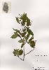  ( - PDBK2001-0702)  @11 [ ] Copyright (2001) Ki Joong Kim Korea University Herbarium (KUS)
