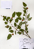  ( - PDBK2004-0940)  @11 [ ] Copyright (2004) Ki Joong Kim Korea University Herbarium (KUS)
