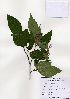  ( - PDBK2004-0945)  @11 [ ] Copyright (2004) Ki Joong Kim Korea University Herbarium (KUS)