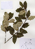  (Populus maximowiczii - PDBK2004-1277)  @11 [ ] Copyright (2004) Ki Joong Kim Korea University Herbarium (KUS)