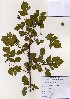  ( - PDBK2005-0019)  @11 [ ] Copyright (2005) Ki Joong Kim Korea University Herbarium (KUS)