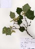  ( - PDBK2005-0989)  @11 [ ] Copyright (2005) Ki Joong Kim Korea University Herbarium (KUS)