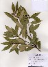  ( - PDBK2005-1251)  @11 [ ] Copyright (2005) Ki Joong Kim Korea University Herbarium (KUS)