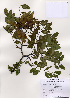  ( - PDBK2005-1260)  @11 [ ] Copyright (2005) Ki Joong Kim Korea University Herbarium (KUS)