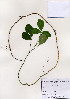  (Euchresta - PDBK2005-1361)  @11 [ ] Copyright (2005) Ki Joong Kim Korea University Herbarium (KUS)