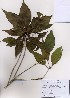  (Osmanthus insularis - PDBK2007-0051)  @11 [ ] Copyright (2007) Ki Joong Kim Korea University Herbarium (KUS)