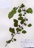  ( - PDBK2007-0196)  @11 [ ] Copyright (2007) Ki Joong Kim Korea University Herbarium (KUS)