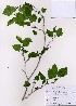  ( - PDBK2008-0192)  @11 [ ] Copyright (2008) Ki Joong Kim Korea University Herbarium (KUS)