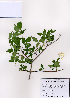  ( - PDBK2008-0366)  @11 [ ] Copyright (2008) Ki Joong Kim Korea University Herbarium (KUS)