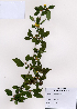  (Forsythia koreana - PDBK2008-1169)  @11 [ ] Copyright (2008) Ki Joong Kim Korea University Herbarium (KUS)