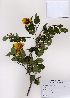  ( - PDBK2008-1287)  @11 [ ] Copyright (2008) Ki Joong Kim Korea University Herbarium (KUS)