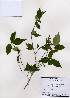  (Callicarpa japonica - PDBK2008-1339)  @11 [ ] Copyright (2008) Ki Joong Kim Korea University Herbarium (KUS)