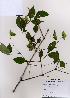  ( - PDBK2008-1535)  @11 [ ] Copyright (2008) Ki Joong Kim Korea University Herbarium (KUS)