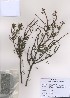  (Picea abies - PDBK2009-0072)  @12 [ ] Copyright (2009) Ki Joong Kim Korea University Herbarium (KUS)