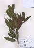  ( - PDBK2009-0102)  @11 [ ] Copyright (2009) Ki Joong Kim Korea University Herbarium (KUS)