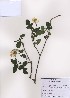  (Rubus hirsutus - PDBK2009-0191)  @11 [ ] Copyright (2009) Ki Joong Kim Korea University Herbarium (KUS)