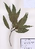  ( - PDBK2009-0248)  @11 [ ] Copyright (2009) Ki Joong Kim Korea University Herbarium (KUS)