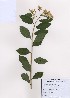 ( - PDBK2009-0402)  @11 [ ] Copyright (2009) Ki Joong Kim Korea University Herbarium (KUS)