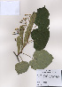  (Tilia miqueliana - PDBK2009-0720)  @11 [ ] Copyright (2009) Ki Joong Kim Korea University Herbarium (KUS)
