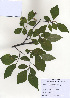  (Styrax japonicus - PDBK2009-1161)  @11 [ ] Copyright (2009) Ki Joong Kim Korea University Herbarium (KUS)