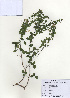  (Lespedeza virgata - PDBK2009-1203)  @11 [ ] Copyright (2009) Ki Joong Kim Korea University Herbarium (KUS)