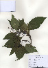  ( - PDBK2009-1225)  @11 [ ] Copyright (2009) Ki Joong Kim Korea University Herbarium (KUS)