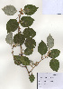  ( - PDBK2009-1267)  @11 [ ] Copyright (2009) Ki Joong Kim Korea University Herbarium (KUS)