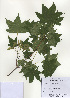  (Acer pictum subsp. mono - PDBK2009-1305)  @13 [ ] Copyright (2009) Ki Joong Kim Korea University Herbarium (KUS)