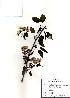  ( - PDBK2010-0257)  @11 [ ] Copyright (2010) Ki Joong Kim Korea University Herbarium (KUS)