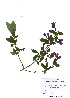  ( - PDBK2010-0309)  @11 [ ] Copyright (2010) Ki Joong Kim Korea University Herbarium (KUS)
