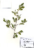  ( - PDBK2010-0412)  @11 [ ] Copyright (2010) Ki Joong Kim Korea University Herbarium (KUS)