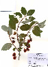  ( - PDBK2010-0706)  @11 [ ] Copyright (2010) Ki Joong Kim Korea University Herbarium (KUS)