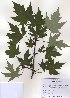  (Acer saccharinum - PDBK2010-1074)  @13 [ ] Copyright (2010) Ki Joong Kim Korea University Herbarium (KUS)