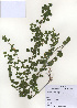 (Lespedeza pilosa - PDBK2010-1545)  @11 [ ] Copyright (2010) Ki Joong Kim Korea University Herbarium (KUS)