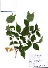  ( - PDBK2010-1730)  @11 [ ] Copyright (2010) Ki Joong Kim Korea University Herbarium (KUS)