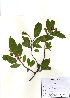 ( - PDBK2010-1799)  @11 [ ] Copyright (2010) Ki Joong Kim Korea University Herbarium (KUS)