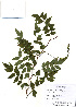  (Wisteriopsis - PDBK2010-2003)  @11 [ ] Copyright (2010) Ki Joong Kim Korea University Herbarium (KUS)