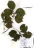  ( - PDBK2010-2174)  @11 [ ] Copyright (2010) Ki Joong Kim Korea University Herbarium (KUS)