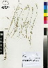  (Paspalum distidium - JSB-0515)  @11 [ ] CreativeCommons - Attribution Non-Commercial Share-Alike (2012) Mamadi Theresa Sethusa University of Johannesburg