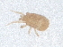  ( - PCPEAT-0106)  @11 [ ] CreativeCommons - Attribution Share Alike (2025) CBG Photography Group Centre for Biodiversity Genomics