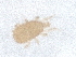  ( - PCPEAT-1036)  @11 [ ] CreativeCommons - Attribution Share Alike (2025) CBG Photography Group Centre for Biodiversity Genomics