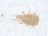  ( - PCPEAT-1051)  @11 [ ] CreativeCommons - Attribution Share Alike (2025) CBG Photography Group Centre for Biodiversity Genomics