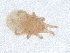  ( - PCPEAT-1160)  @11 [ ] CreativeCommons - Attribution Share Alike (2025) CBG Photography Group Centre for Biodiversity Genomics