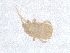  ( - PCPEAT-1615)  @11 [ ] CreativeCommons - Attribution Share Alike (2025) CBG Photography Group Centre for Biodiversity Genomics