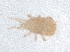  ( - PCPEAT-1707)  @11 [ ] CreativeCommons - Attribution Share Alike (2025) CBG Photography Group Centre for Biodiversity Genomics