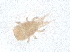  ( - PCPEAT-1885)  @11 [ ] CreativeCommons - Attribution Share Alike (2025) CBG Photography Group Centre for Biodiversity Genomics
