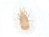  ( - PCPEAT-1925)  @11 [ ] CreativeCommons - Attribution Share Alike (2025) CBG Photography Group Centre for Biodiversity Genomics